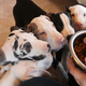 Puppies crowd around a bowl of kibble
